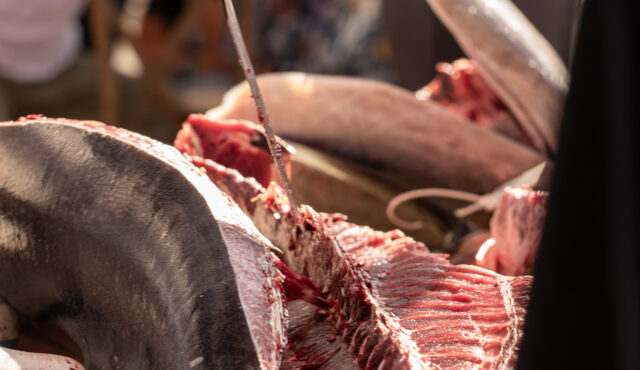 Dani García Group celebrates the tuna almadraba season in style